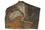 Two Fossil Ginkgo Leaves From North Dakota - Paleocene #188751-1